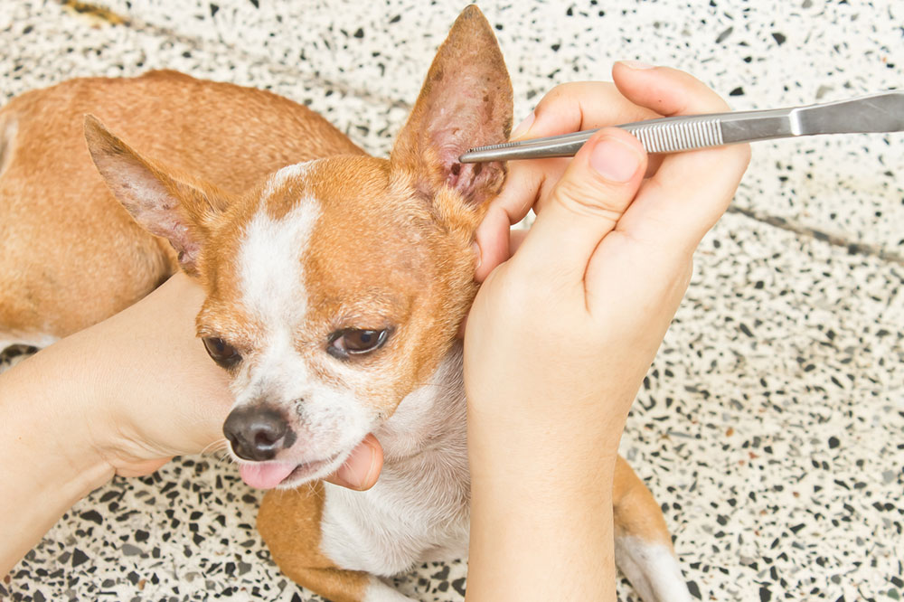 5 Home Remedies to Get Rid of Fleas and Ticks