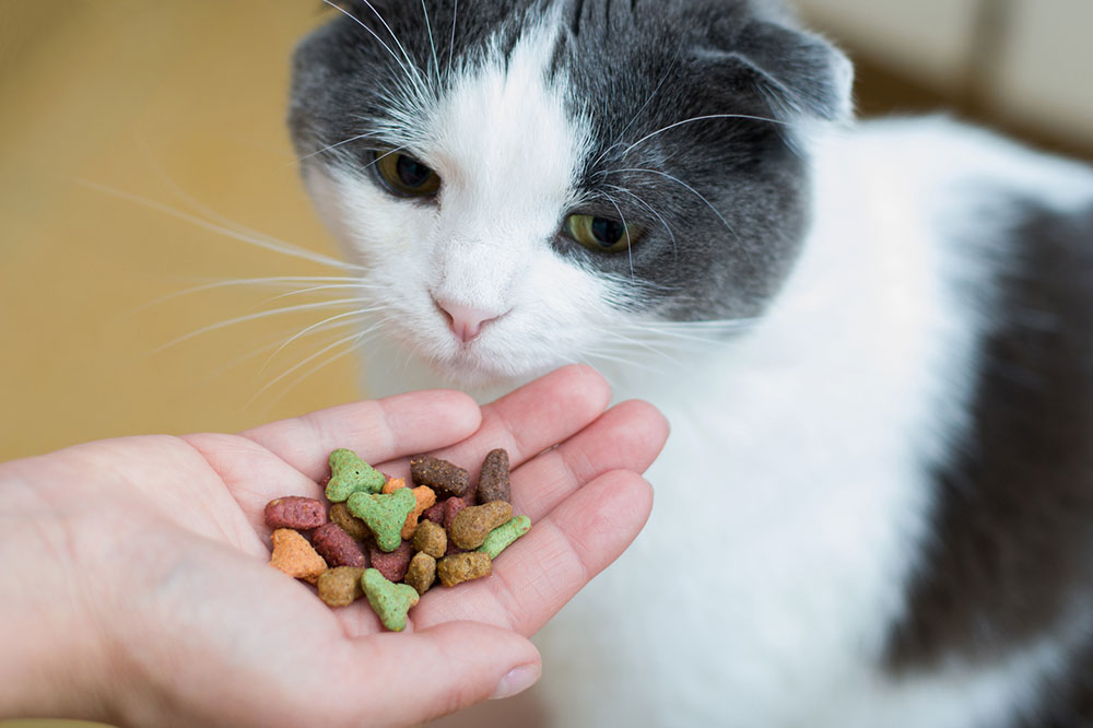 5 Tips to Buy the Right Healthy Cat Treats